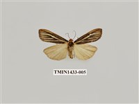 藏品(燈蛾科)的圖片